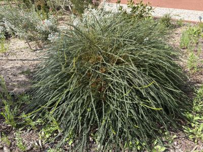 Banksia nivea in Jandakot, August 2026