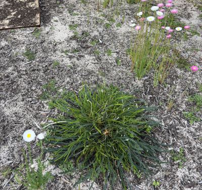 Banksia nivea in Jandakot, September 2024