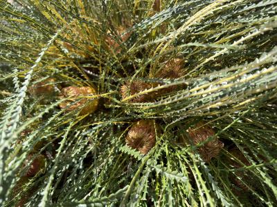 Banksia nivea in Jandakot, August 2026