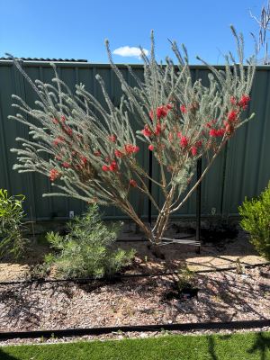 Calothamnus quadrifidus in Jandakot, August 2026