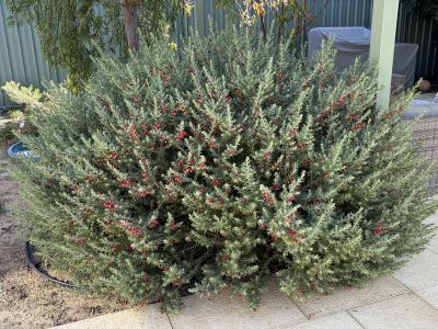 Eremophila glabra x maculata in Jandakot, August 2026