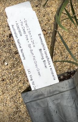 Eremophila longifolia x scoparia in Jandakot, September 2024