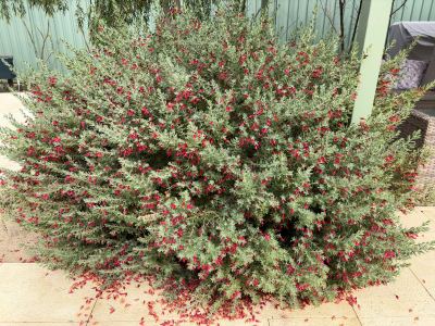 Eremophila glabra x maculata in Jandakot, September 2026