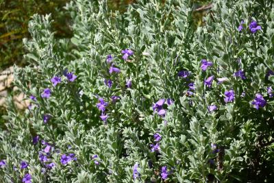 Eremophila mackinlayi subsp. spathulata in Jandakot, October 2025