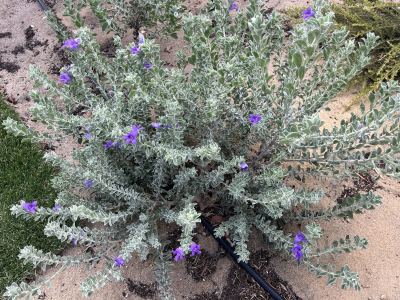 Eremophila mackinlayi subsp. spathulata in Jandakot, April 2025