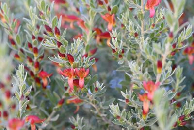 Eremophila glabra x maculata in Jandakot, August 2026