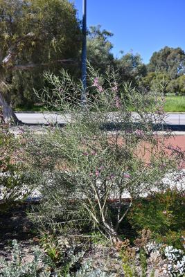 Eremophila longifolia x scoparia in Jandakot, August 2026