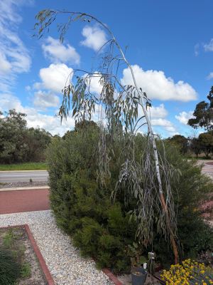 Eucalyptus caesia subsp. magna in Jandakot, August 2026