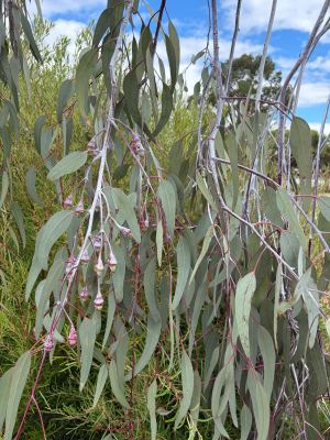 Eucalyptus caesia subsp. magna in Jandakot, March 2026