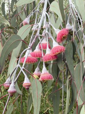 Eucalyptus caesia subsp. magna in Jandakot, May 2026