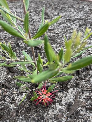 Grevillea olivacea in Jandakot, September 2023