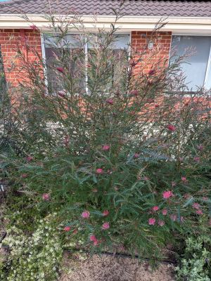 Grevillea longifolia x caleyi in Jandakot, August 2026