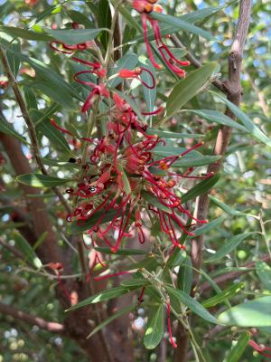 Grevillea olivacea in Jandakot, August 2026