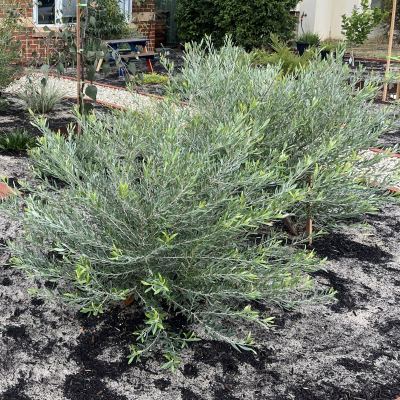 Grevillea olivacea in Jandakot, May 2024