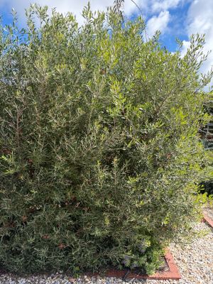 Grevillea olivacea in Jandakot, August 2026