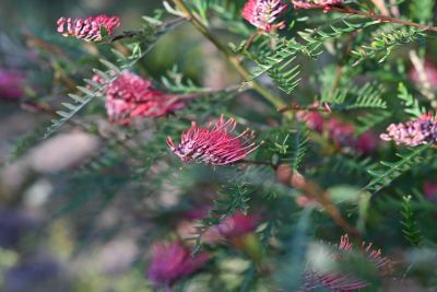 Grevillea longifolia x caleyi in Jandakot, August 2026