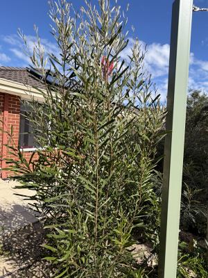 Hakea francisiana in Jandakot, August 2026