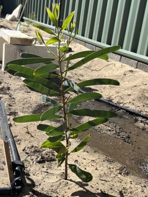 Hakea francisiana in Jandakot, March 2025